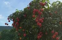 萝岗糯米糍